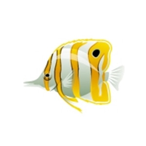 Honey Butterflyfish